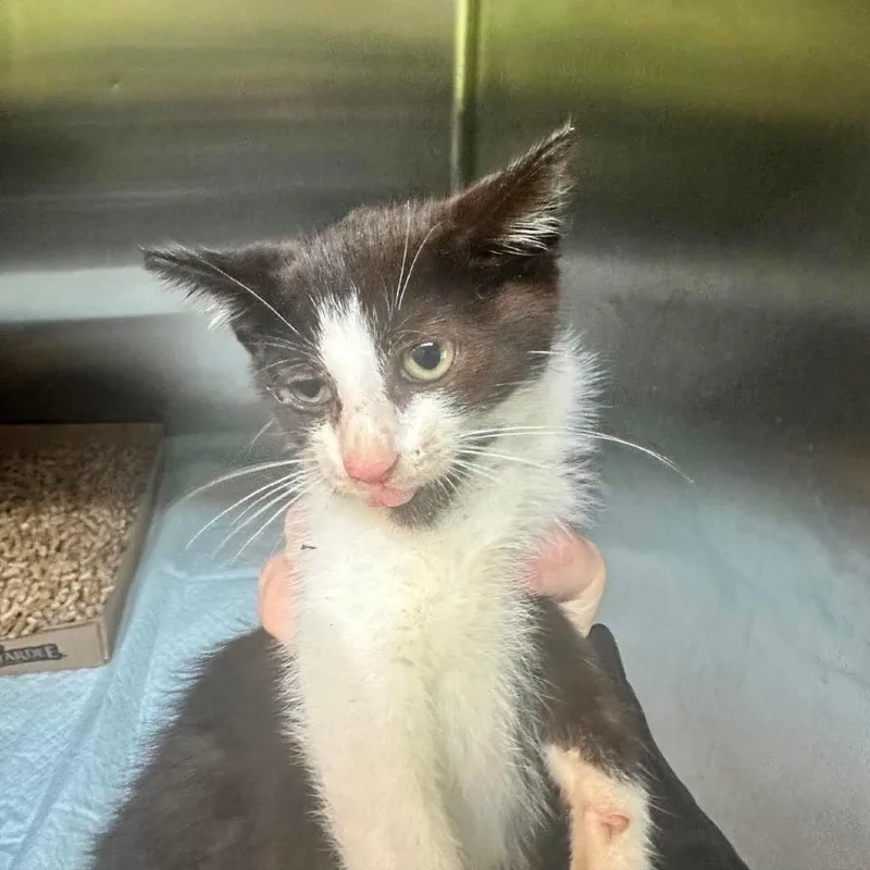 A baby small-sized female Black Domestic Short Hair cat named Pudding for adoption in Shinnston, WV