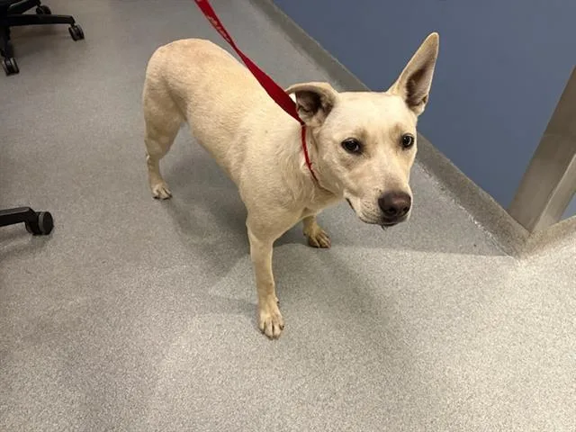 A young large-sized female Siberian Husky dog named Broomhilda for adoption in Tustin, CA