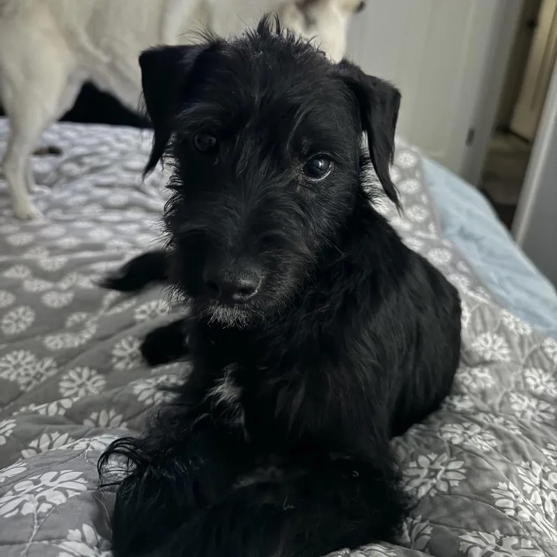 An adult small-sized male Black Miniature Poodle dog named Charlie for adoption in Blaine, MN