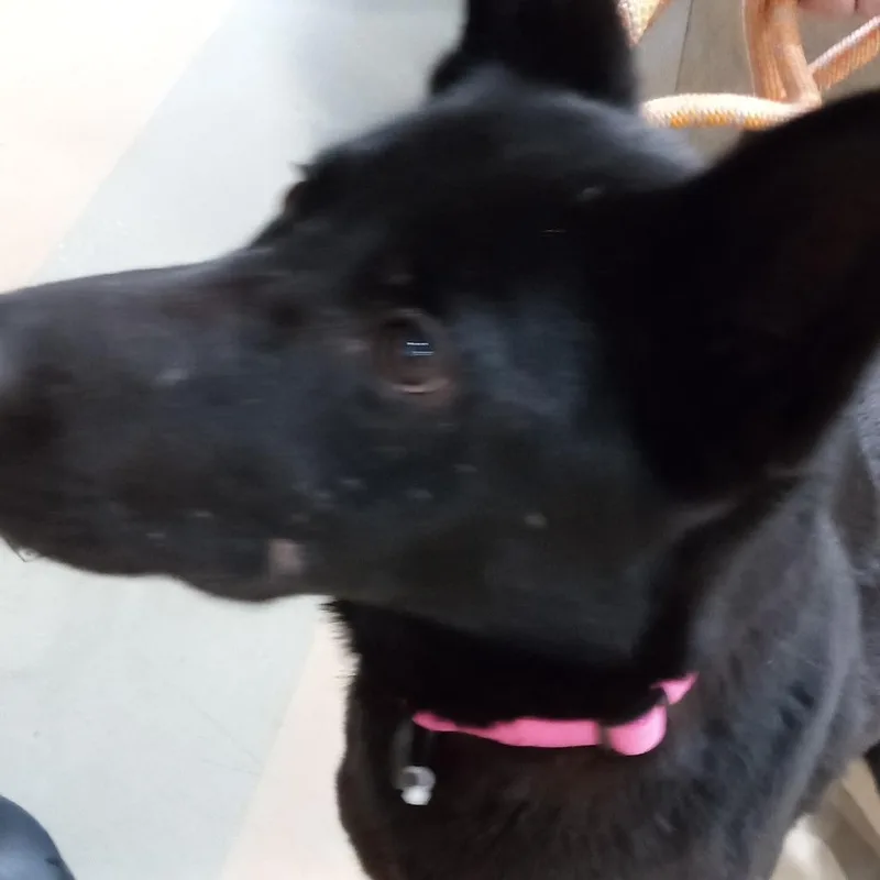 An adult large-sized female Black Mixed Breed dog named Nicole for adoption in Winston-Salem, NC