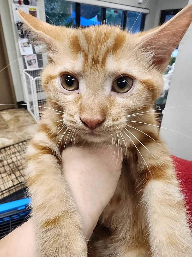 A baby small-sized female Domestic Short Hair cat named Niya $ for adoption in Seneca, SC