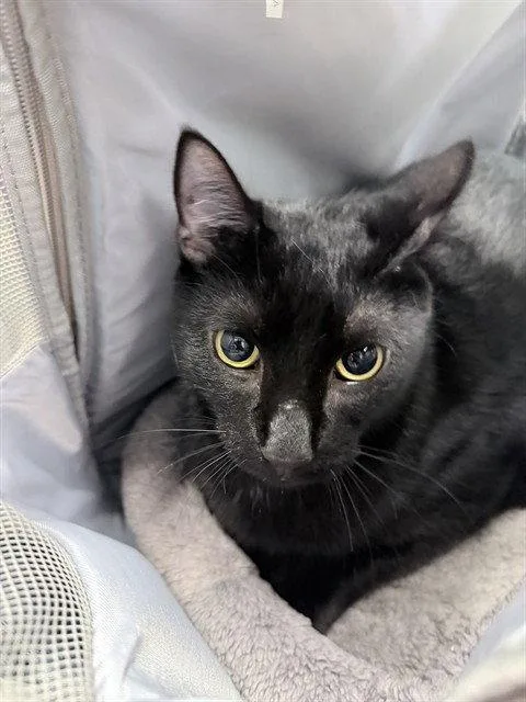 A young medium-sized male Domestic Short Hair cat named Butchie for adoption in Tavares, FL