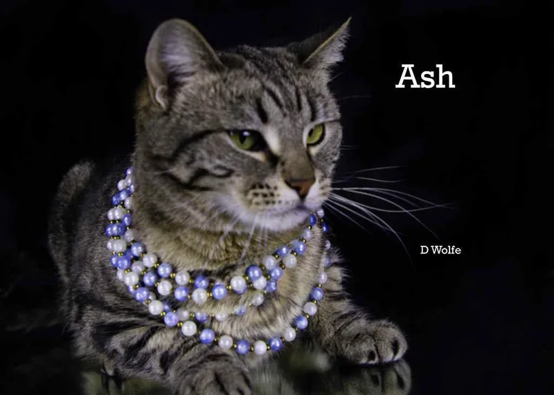 An adult medium-sized female Tabby (Gray / Blue / Silver) Tabby cat named Ash for adoption in York, NE