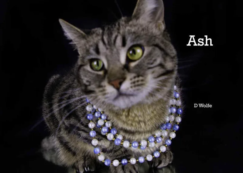 Ash thumbnail 2