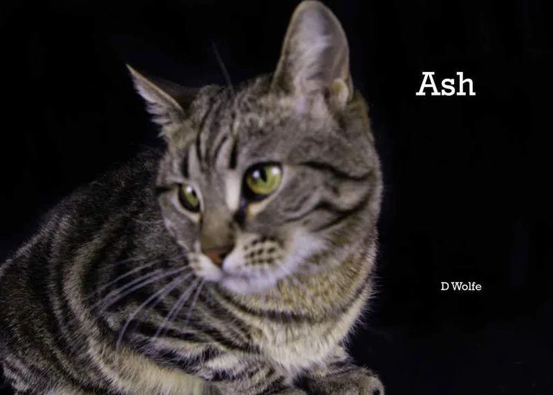 Ash thumbnail 3