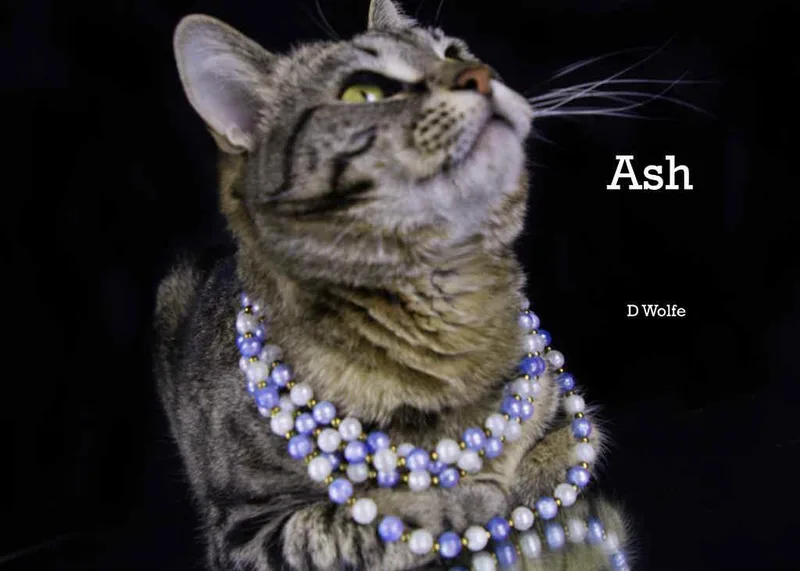 Ash thumbnail 4