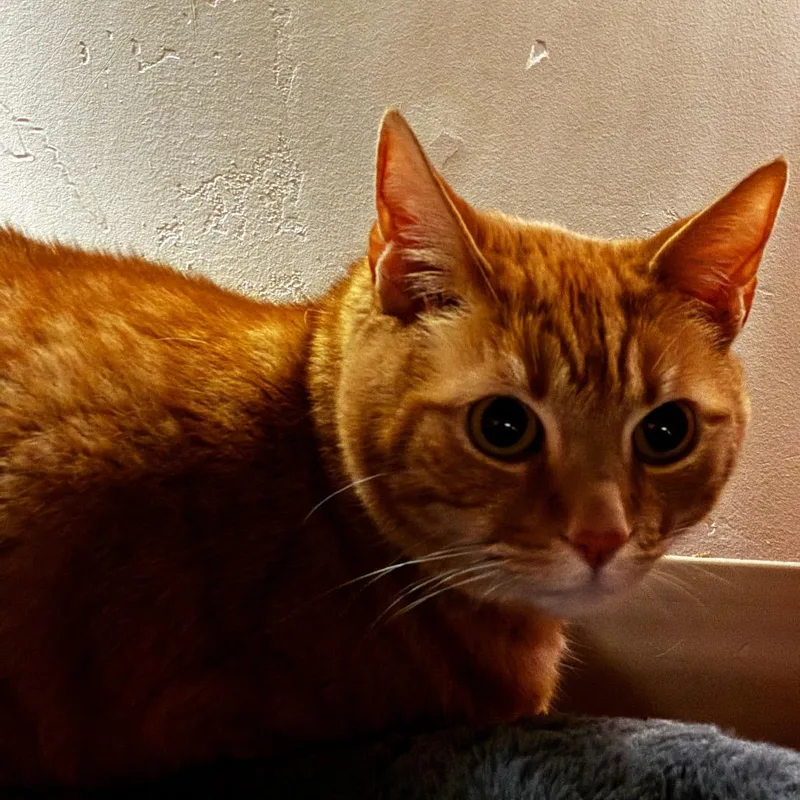 A senior extra large-sized male Orange / Red Domestic Medium Hair cat named Prince Butterz for adoption in Santa Barbara, CA