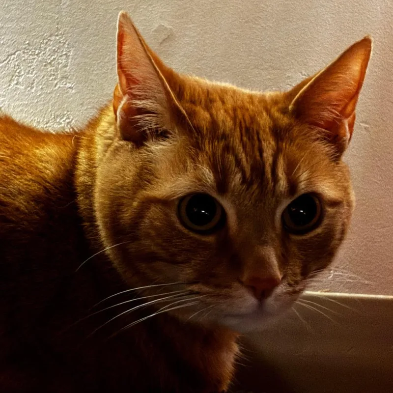 Prince Butterz thumbnail 2