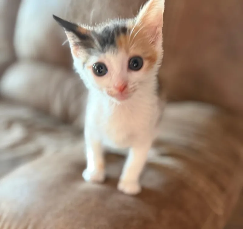 A baby small-sized female Calico cat named Blossom for adoption in Lewisville, TX