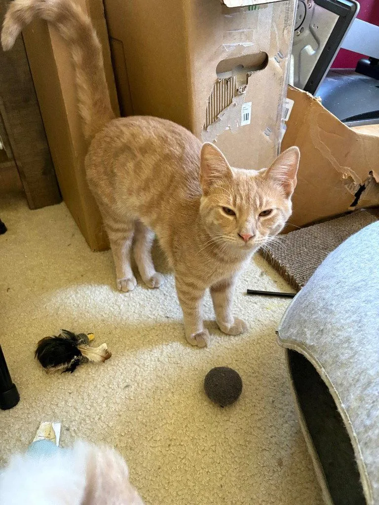 A young medium-sized male Orange / Red Domestic Short Hair cat named Milo for adoption in Greenfield, IN