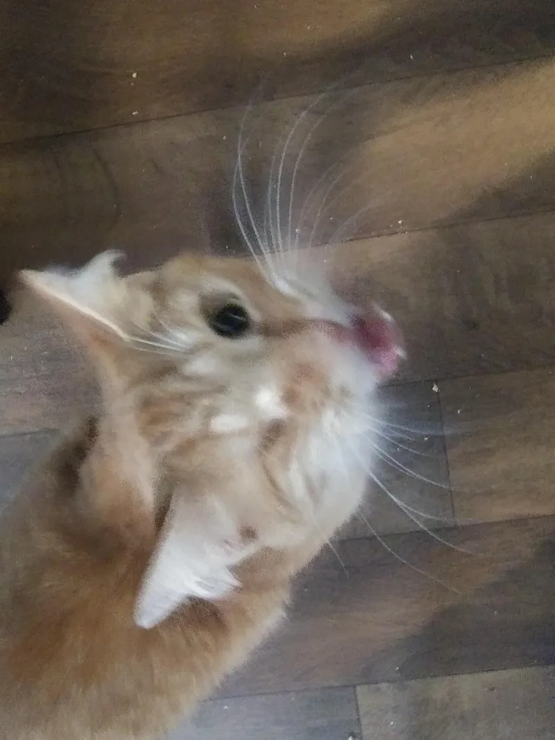 An adult medium-sized male Orange & White Domestic Medium Hair cat named Hamlin for adoption in Port Wentworth, GA