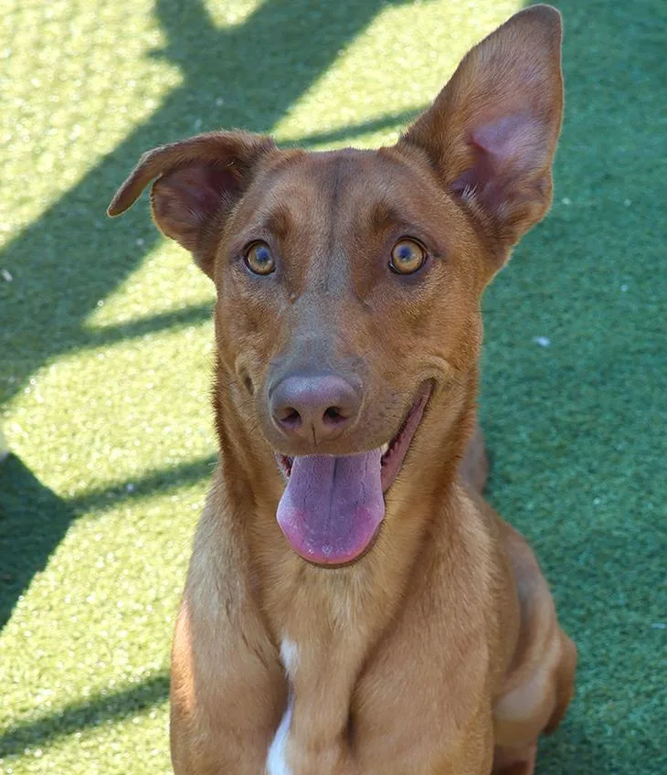 A young medium-sized female Vizsla dog named Ria for adoption in Harrison, NY
