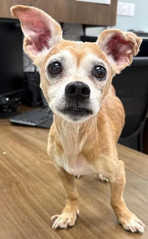 An adult medium-sized male Yellow / Tan / Blond / Fawn Chihuahua dog named Dragon for adoption in Katy, TX