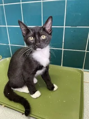A baby small-sized female Domestic Short Hair cat named Nala for adoption in Honolulu, HI