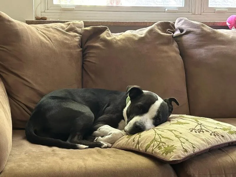 An adult large-sized female Black Mixed Breed dog named Chev for adoption in Cincinnati, OH