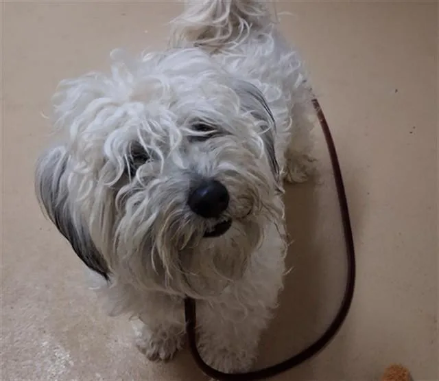 A young medium-sized male Maltese dog named Russell for adoption in Chula Vista, CA