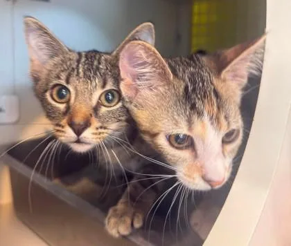 A baby small-sized female Brown / Chocolate Domestic Short Hair cat named Pippa for adoption in Kansas City, MO