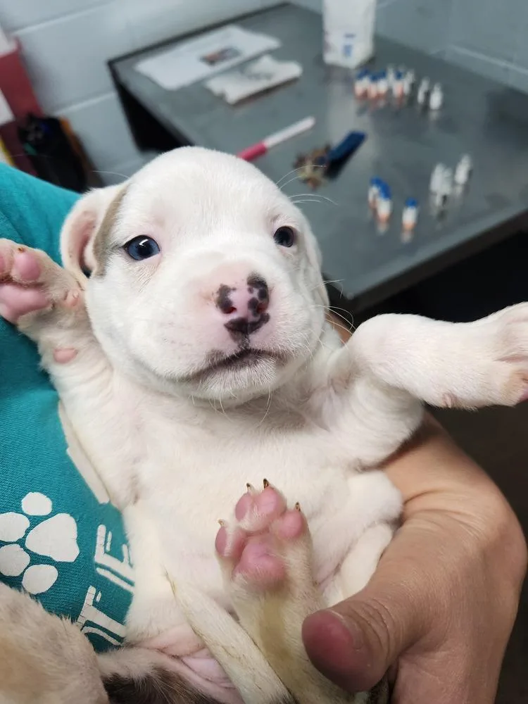 Charlie Ray A thumbnail 2