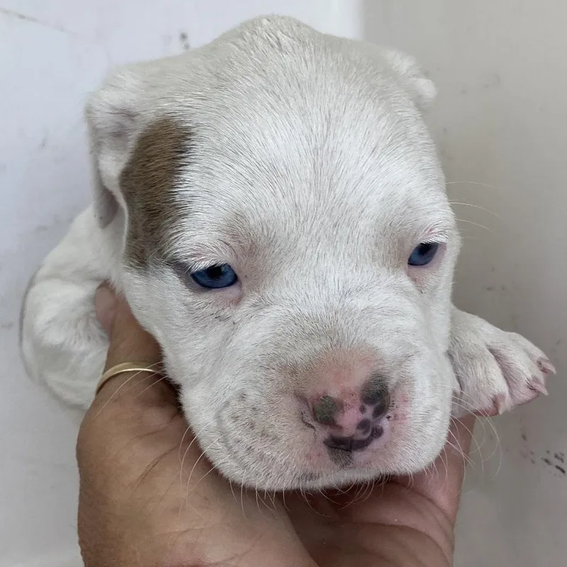 Charlie Ray A thumbnail 3