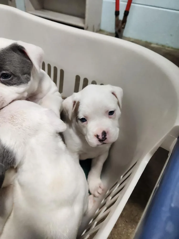 Charlie Ray A thumbnail 4