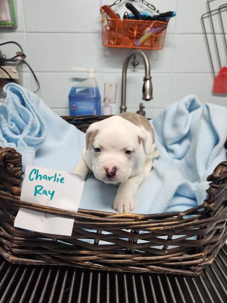 Charlie Ray A thumbnail 5