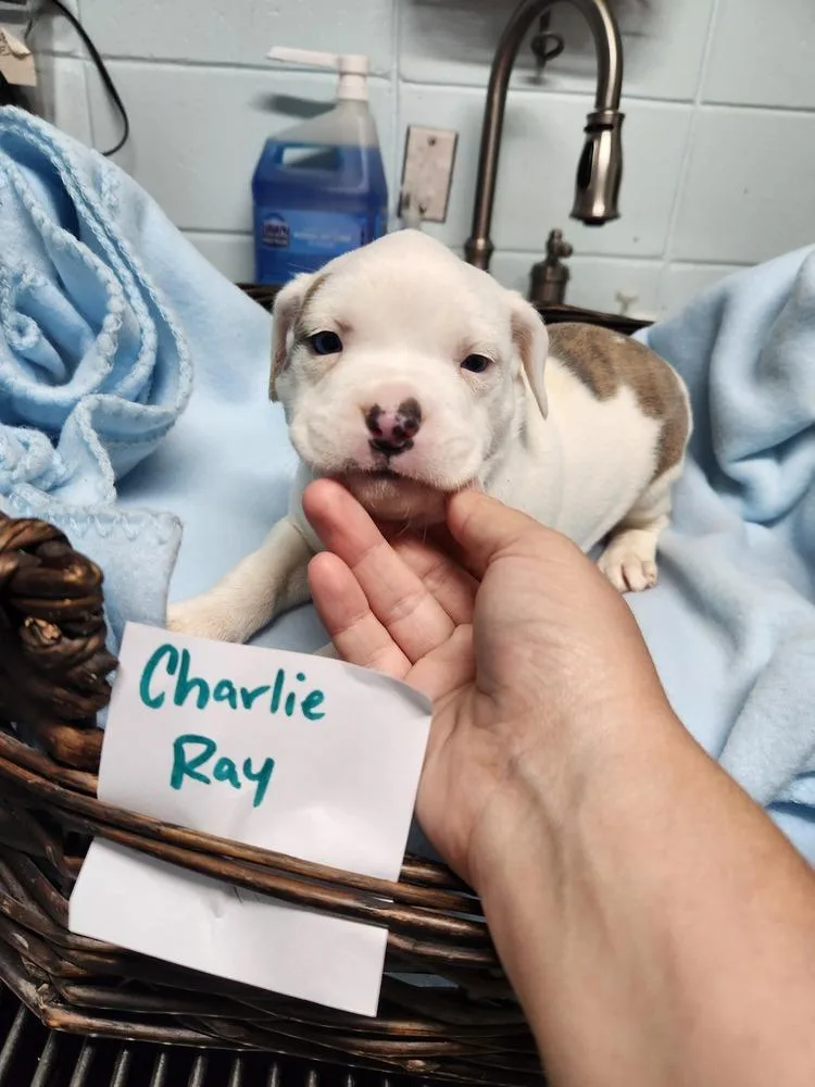 Charlie Ray A thumbnail 6