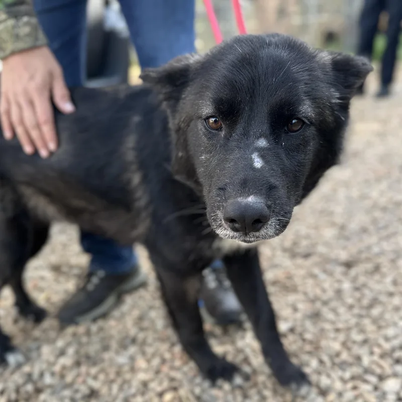 Buffalo Chicken Wrap thumbnail 3