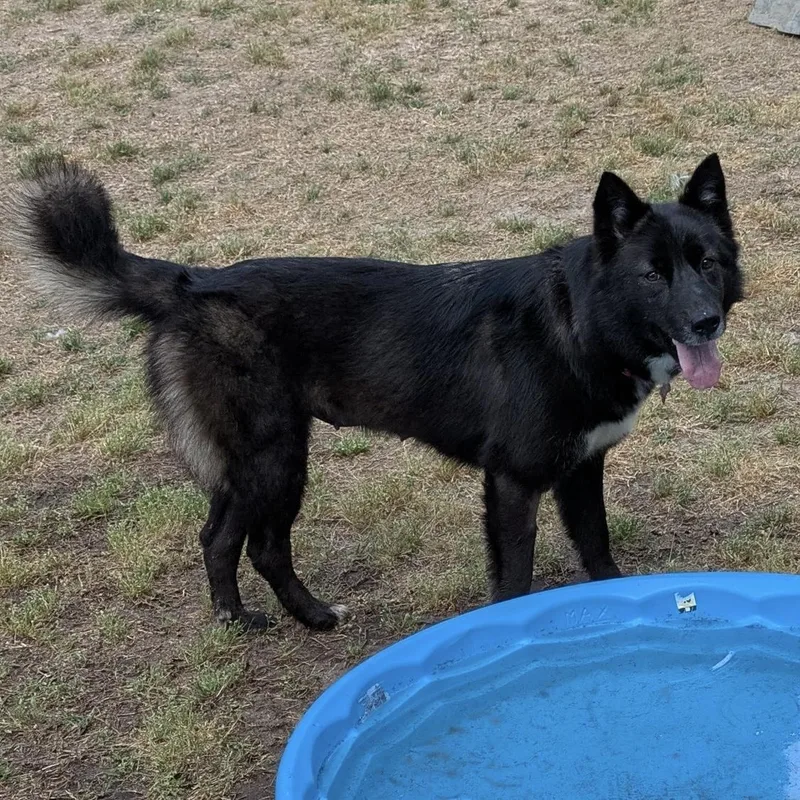 Buffalo Chicken Wrap thumbnail 4