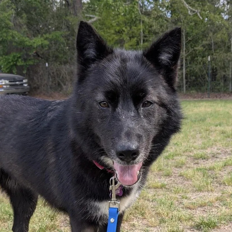 A young medium-sized female Black Husky dog named Buffalo Chicken Wrap for adoption in Columbia, SC