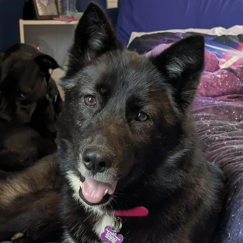 Buffalo Chicken Wrap thumbnail 6