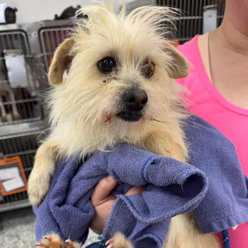 A senior small-sized male White / Cream Mixed Breed dog named Scooby for adoption in Fredericksburg, VA