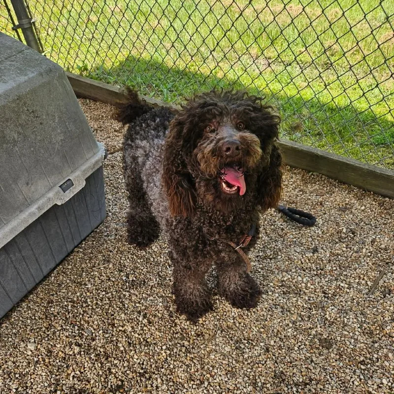 CT Cocoa thumbnail 2