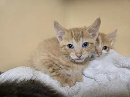 A baby small-sized male Domestic Short Hair cat named Baron for adoption in Clarks Summit, PA