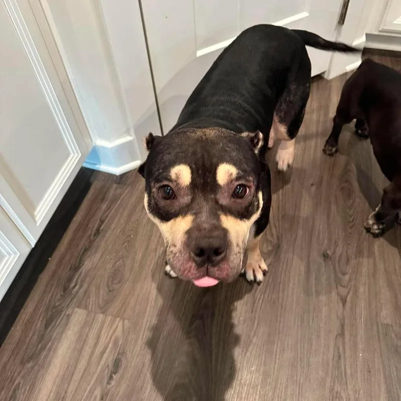A young medium-sized male Black English Bulldog dog named Beastie Boy for adoption in Jarrettsville, MD