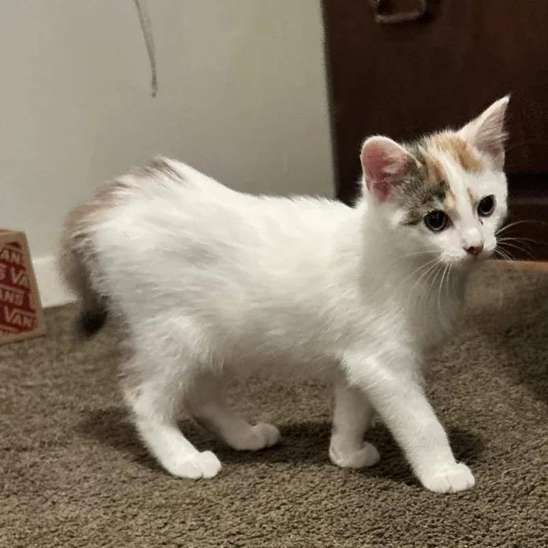 A baby small-sized female Calico Domestic Short Hair cat named Joanie for adoption in Carmel, IN