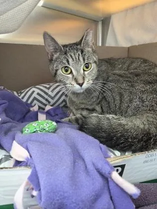 An adult large-sized female Domestic Short Hair cat named Willow for adoption in Westland, MI