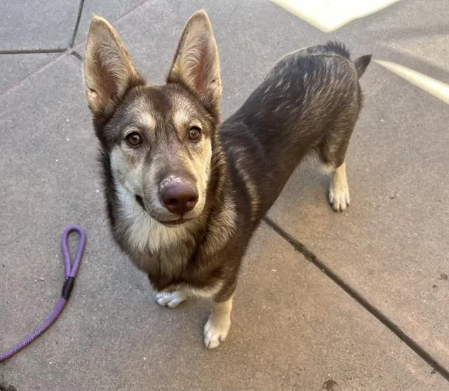 A baby large-sized female Siberian Husky dog named Mazda for adoption in Martinez, CA