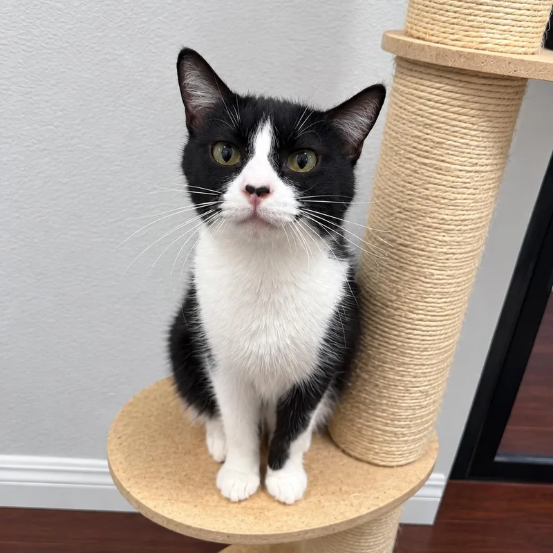 An adult medium-sized female Black & White / Tuxedo Tuxedo cat named Fig for adoption in Fresno, CA