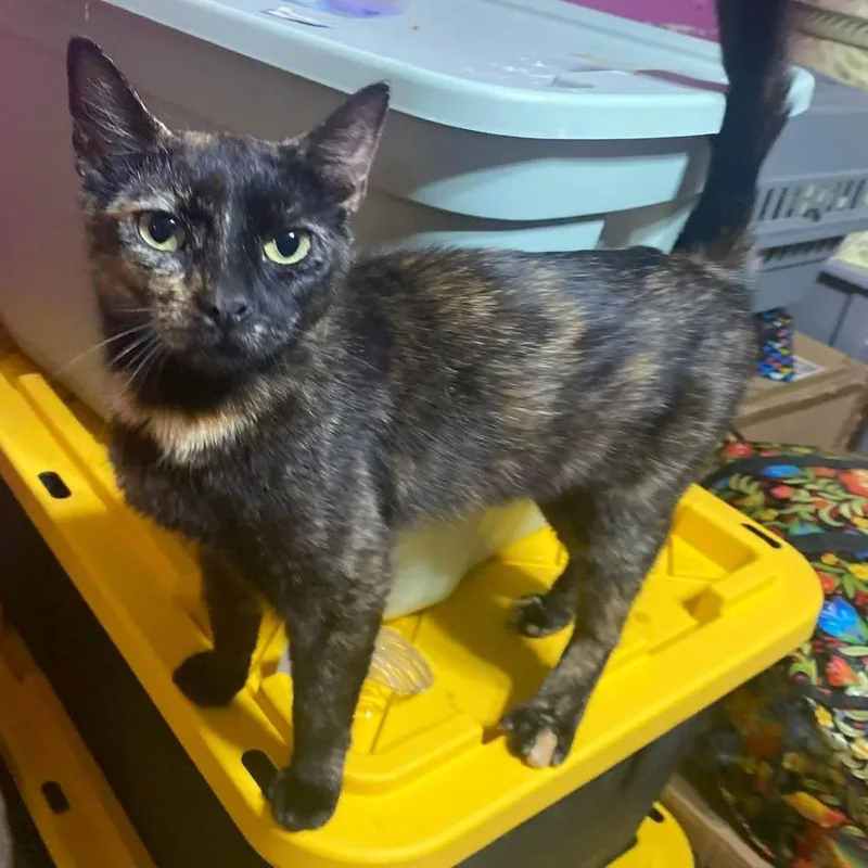 An adult small-sized female Tortoiseshell Domestic Short Hair cat named Ivy for adoption in Long Island City, NY