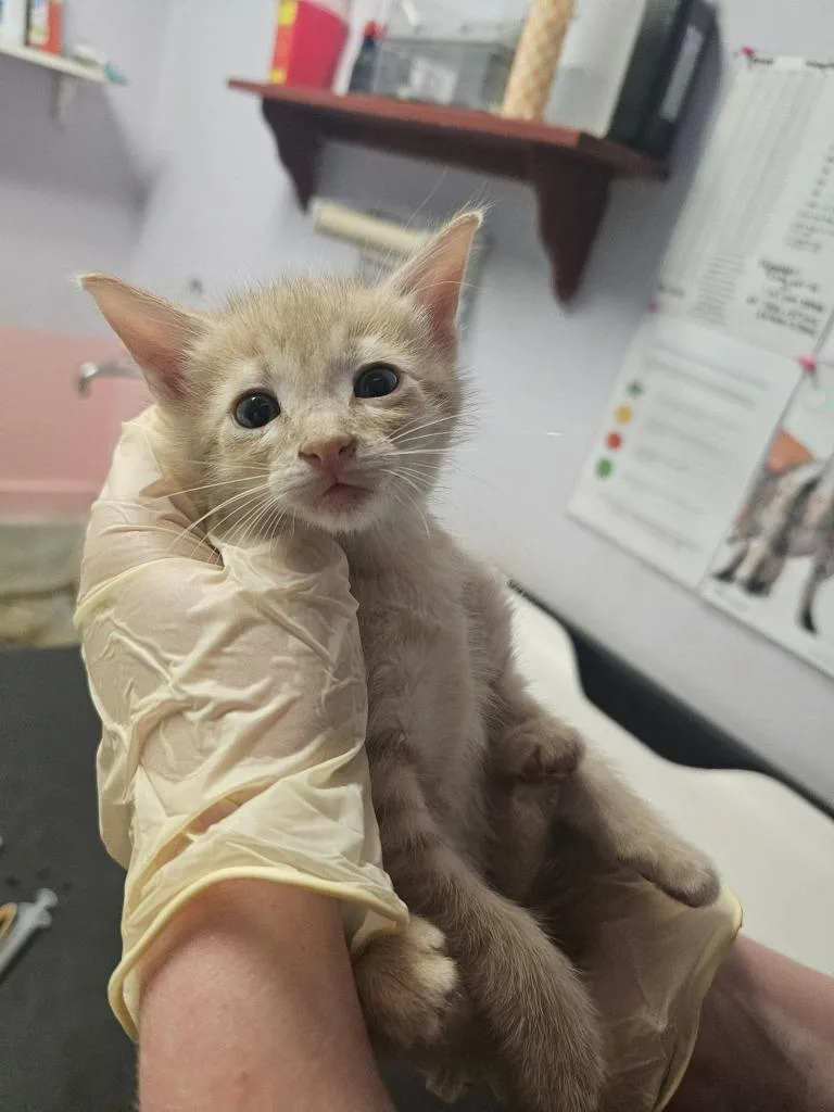 A baby small-sized male Domestic Short Hair cat named West for adoption in New Braunfels, TX