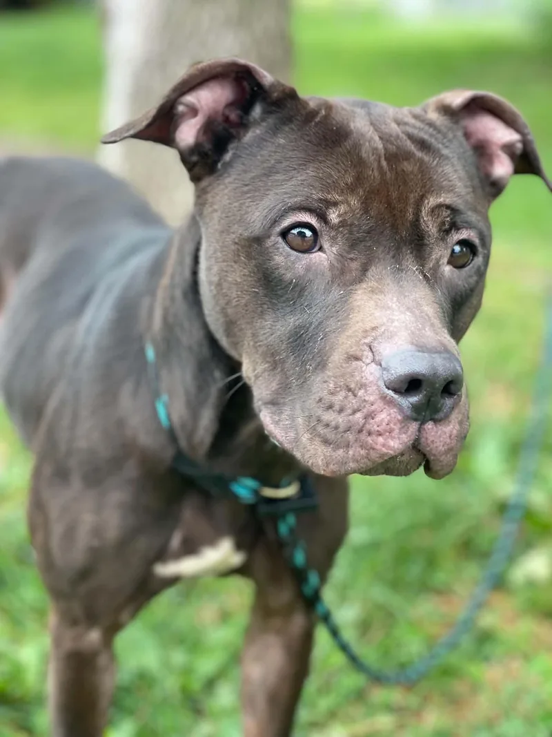 An adult medium-sized female Black Pit Bull Terrier dog named Diva for adoption in Springfield, IL
