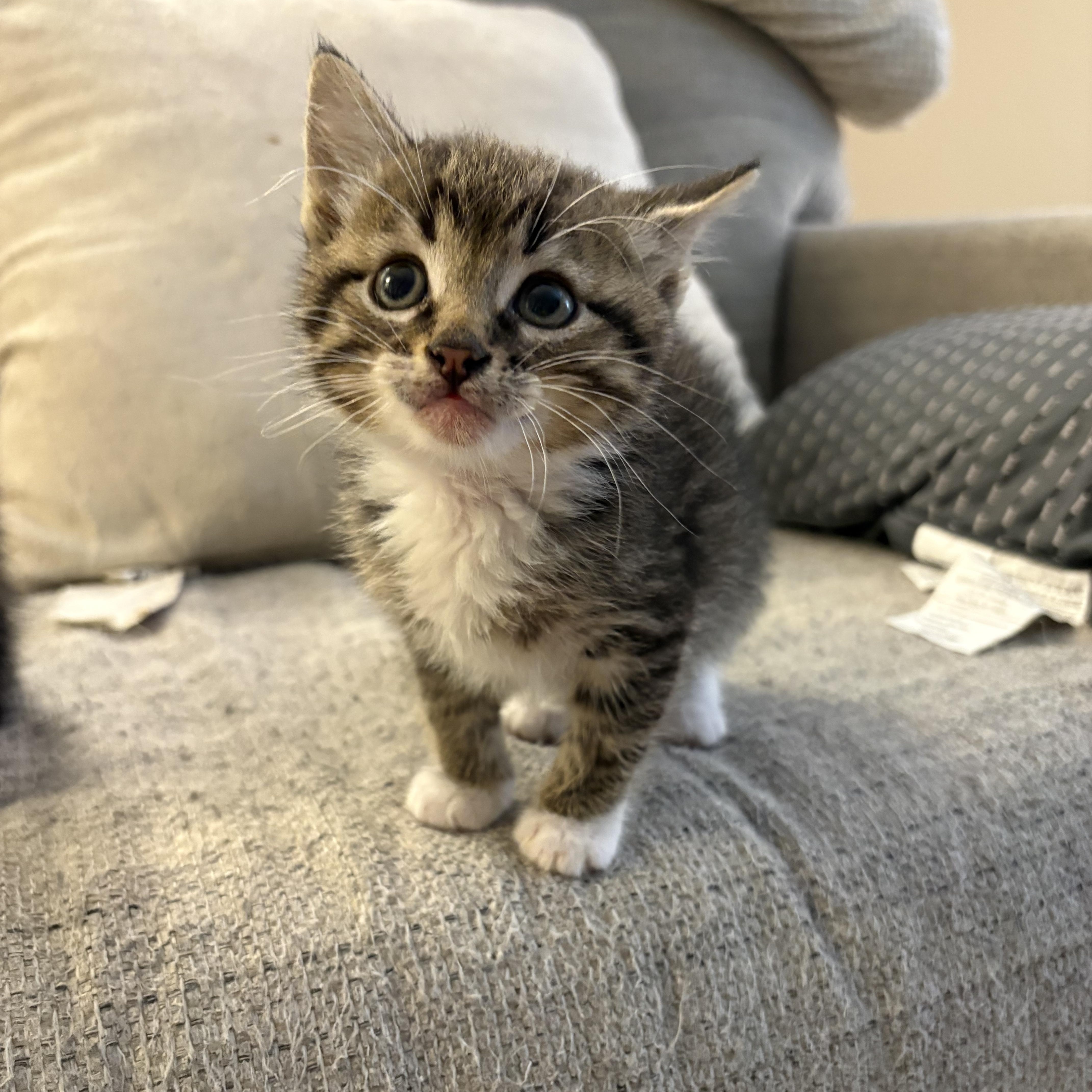 A baby large-sized male Tabby (Buff / Tan / Fawn) Domestic Short Hair cat named Rizz for adoption in Geneseo, IL