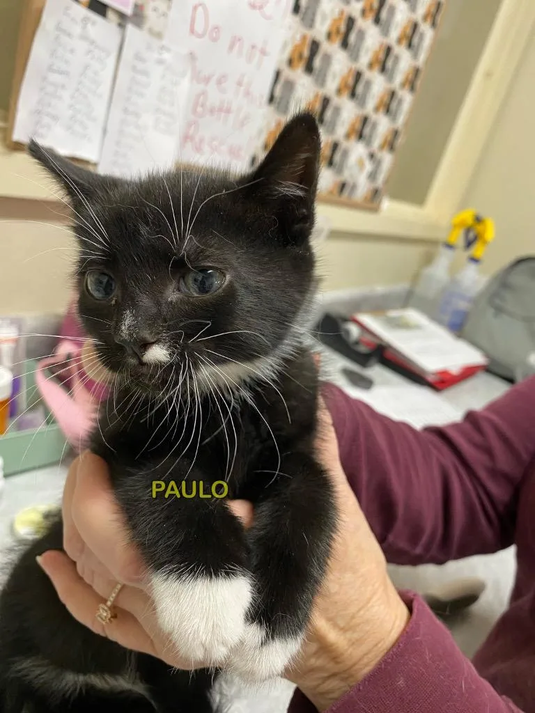 A baby small-sized male Domestic Medium Hair cat named Paulo for adoption in Plattsburgh, NY