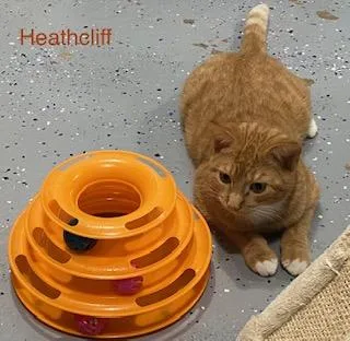 Heathcliff thumbnail 3