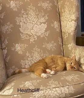 Heathcliff thumbnail 4