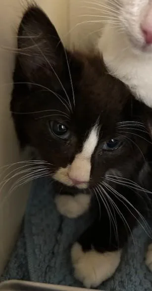 A baby small-sized male Domestic Medium Hair cat named Der Spinnen for adoption in Cincinnati, OH