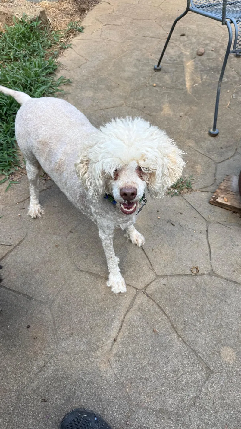 A senior small-sized male Poodle dog named Duffy for adoption in Pittsboro, NC