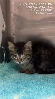 A baby small-sized female Brown / Chocolate Domestic Long Hair cat named Fiona for adoption in El Paso, TX