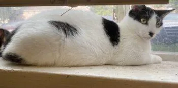 An adult small-sized female Domestic Short Hair cat named Pretty Girl for adoption in West Chester, PA