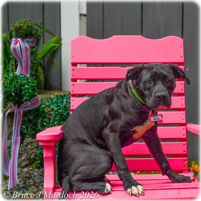 A young medium-sized female Black Labrador Retriever dog named Anpan for adoption in Wake Forest, NC